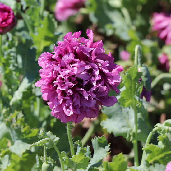 Fontana Seeds Papaver somniferum var. paeoniflorum Purple Peony Seeds