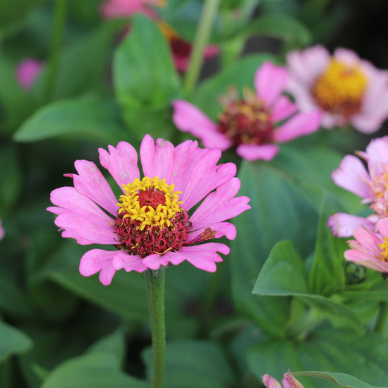 Peachy Pink Zinnia Flower