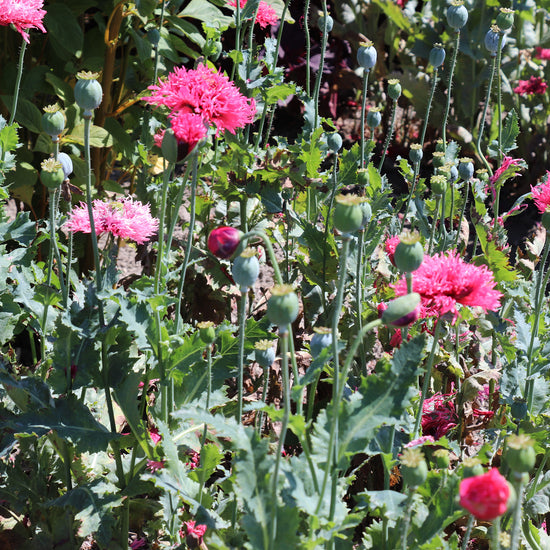 Rose Feathers PAPAVER laciniatum Seeds