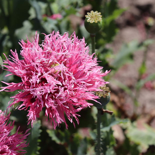 Pink Poppy Seeds