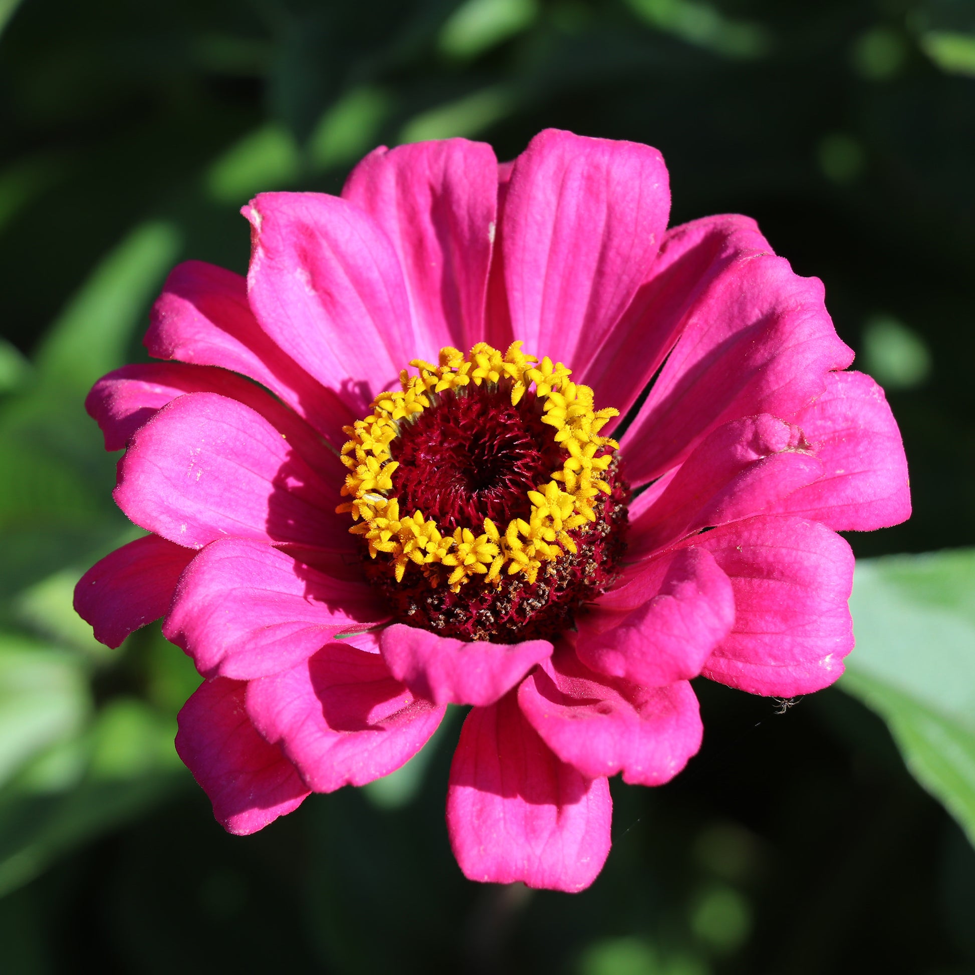 Hot Pink Zinnia Flower