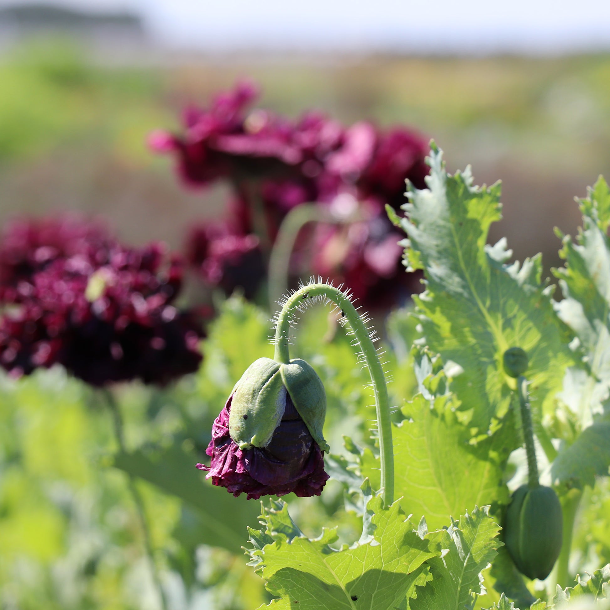 Seeds Black Poppies Papaver
