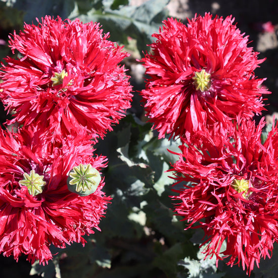 Papaver Laciniatum Crimson Feathers Seeds