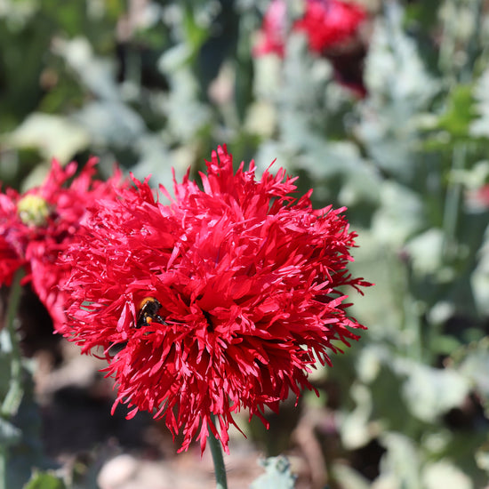 Red Poppy Papaver Laciniatum Crimson Feathers