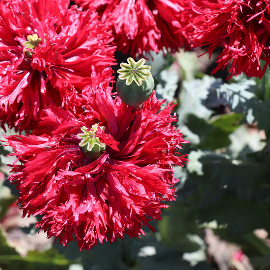 Papaver Laciniatum Crimson Feathers Fontana Seeds