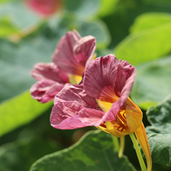 Buy Nasturtium 'Purple Emperor'