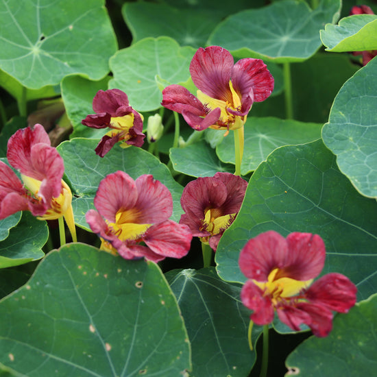 Nasturtium 'Purple Emperor'