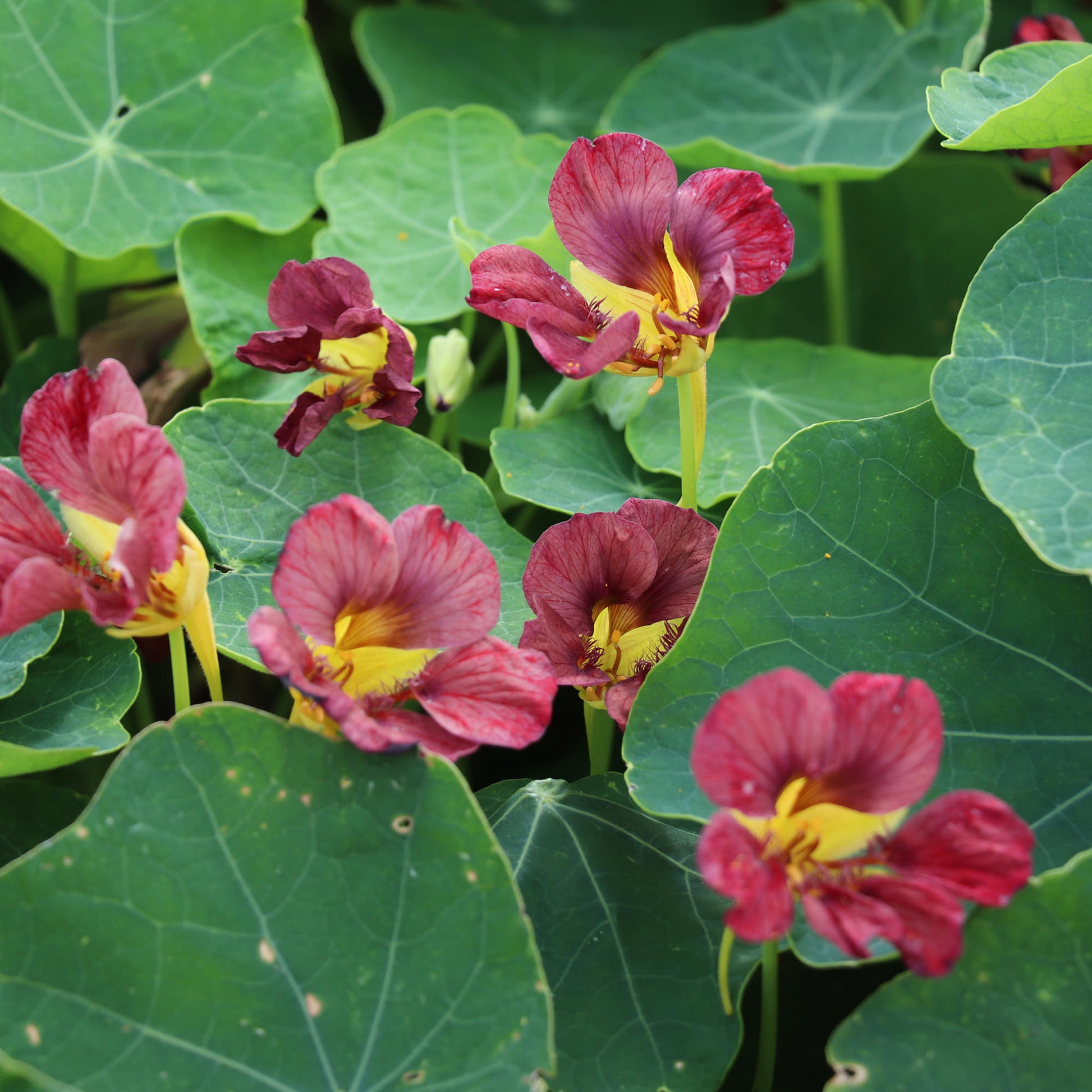 Nasturtium 'Purple Emperor'