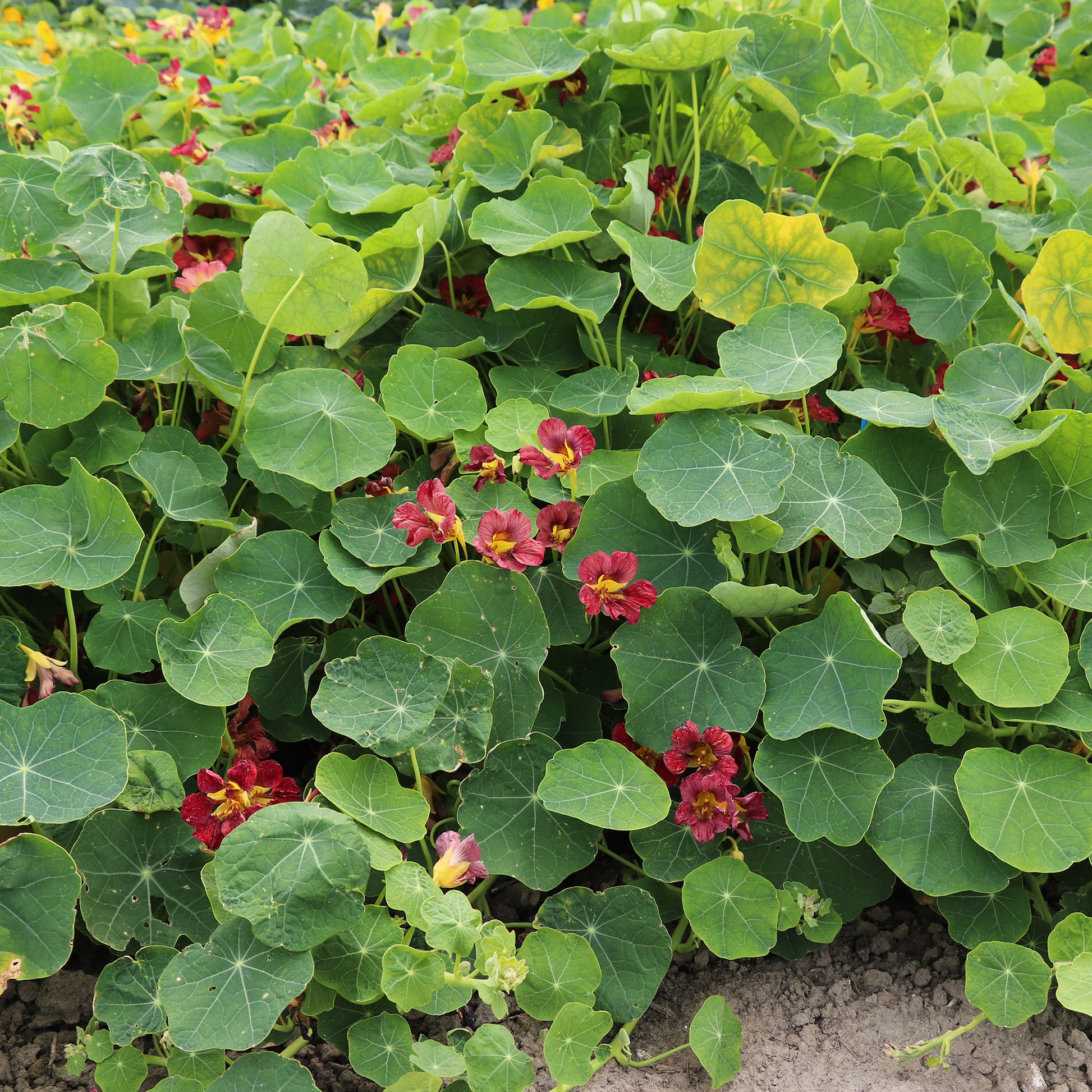 Buy Buy Nasturtium 'Purple Emperor' Flower Seeds