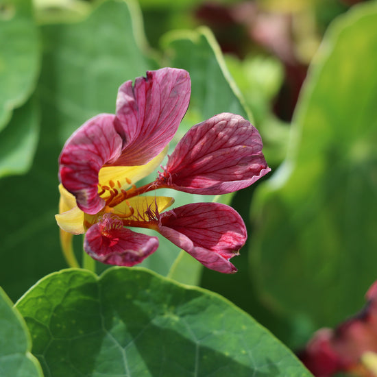 Flower Seeds Buy Nasturtium 'Purple Emperor'