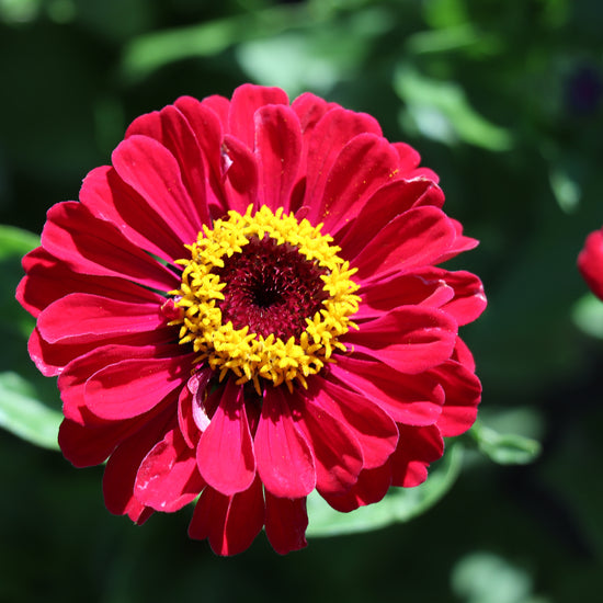 Zinnia Flower Seed Growing
