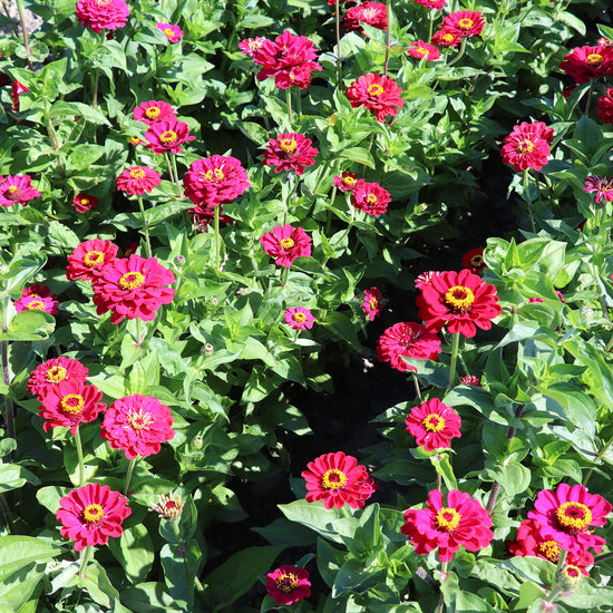 Dark Red Zinnias in bloom