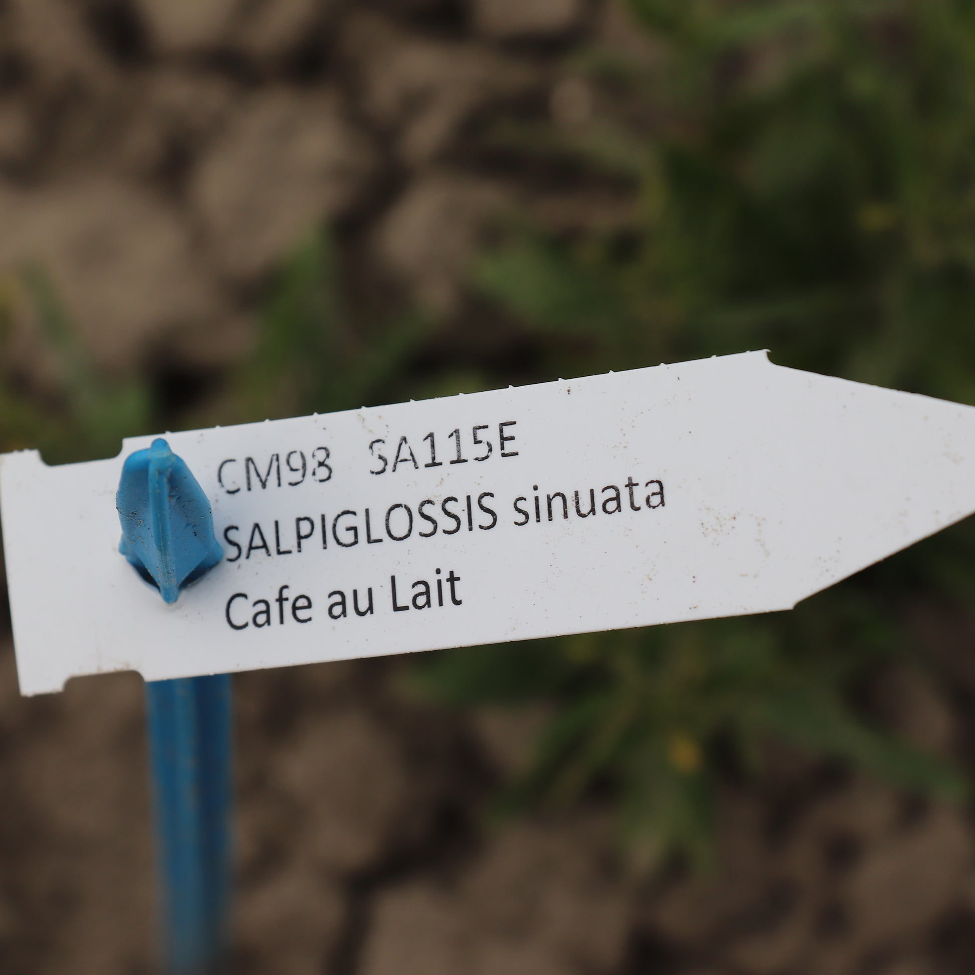 Salpiglossis Sinuata Cafe au Lait Label