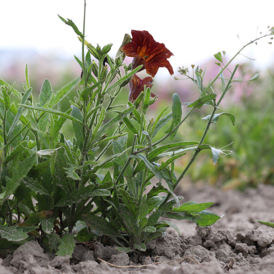 Painted Tongue Seeds 