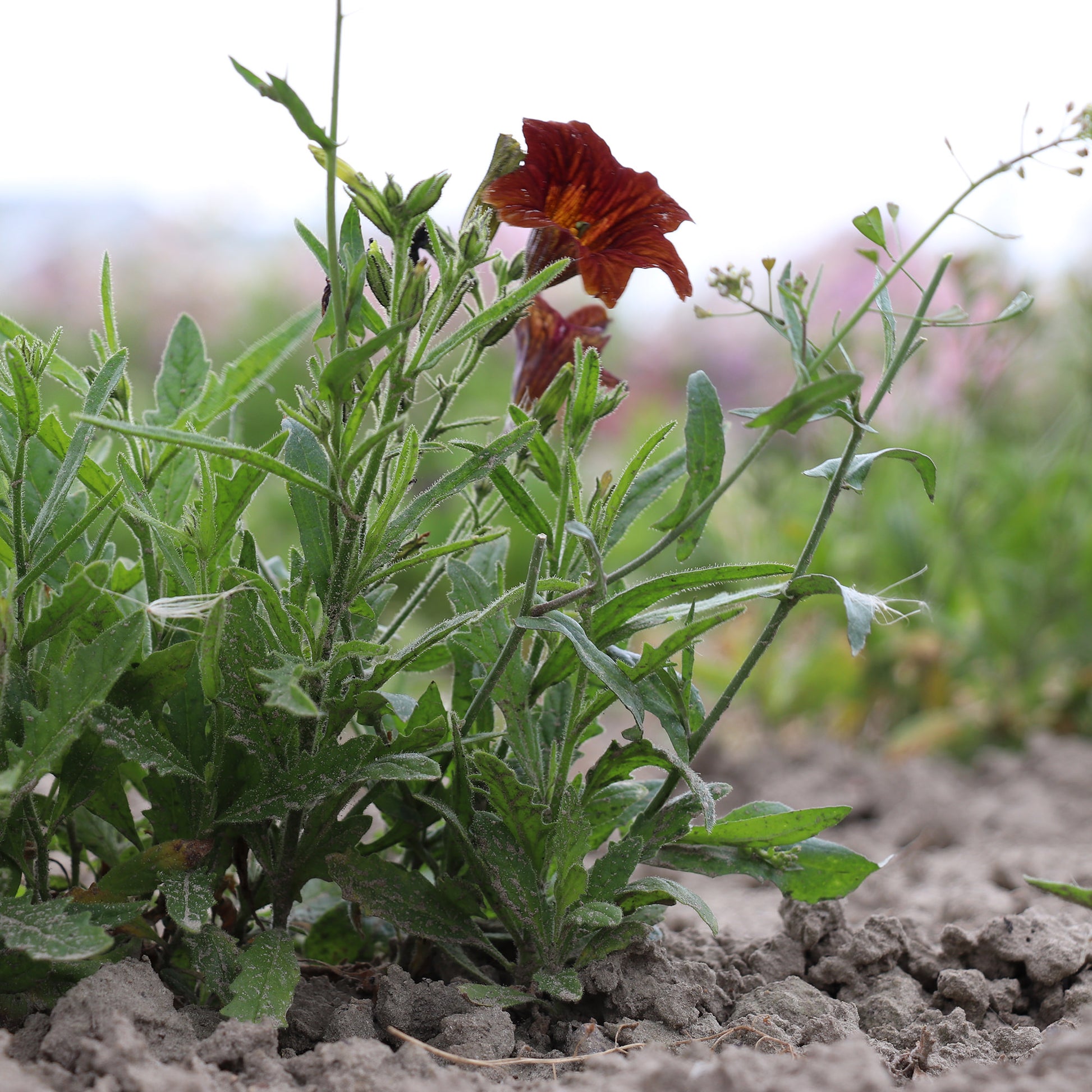 Painted Tongue Seeds 
