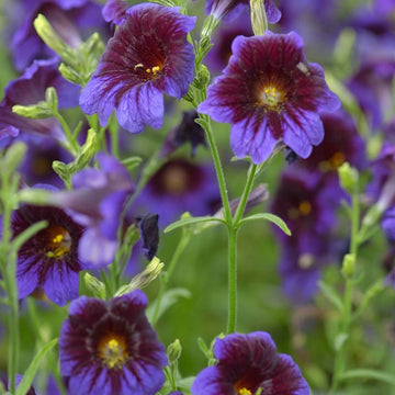 Painted Tongue Seeds Kew Blue