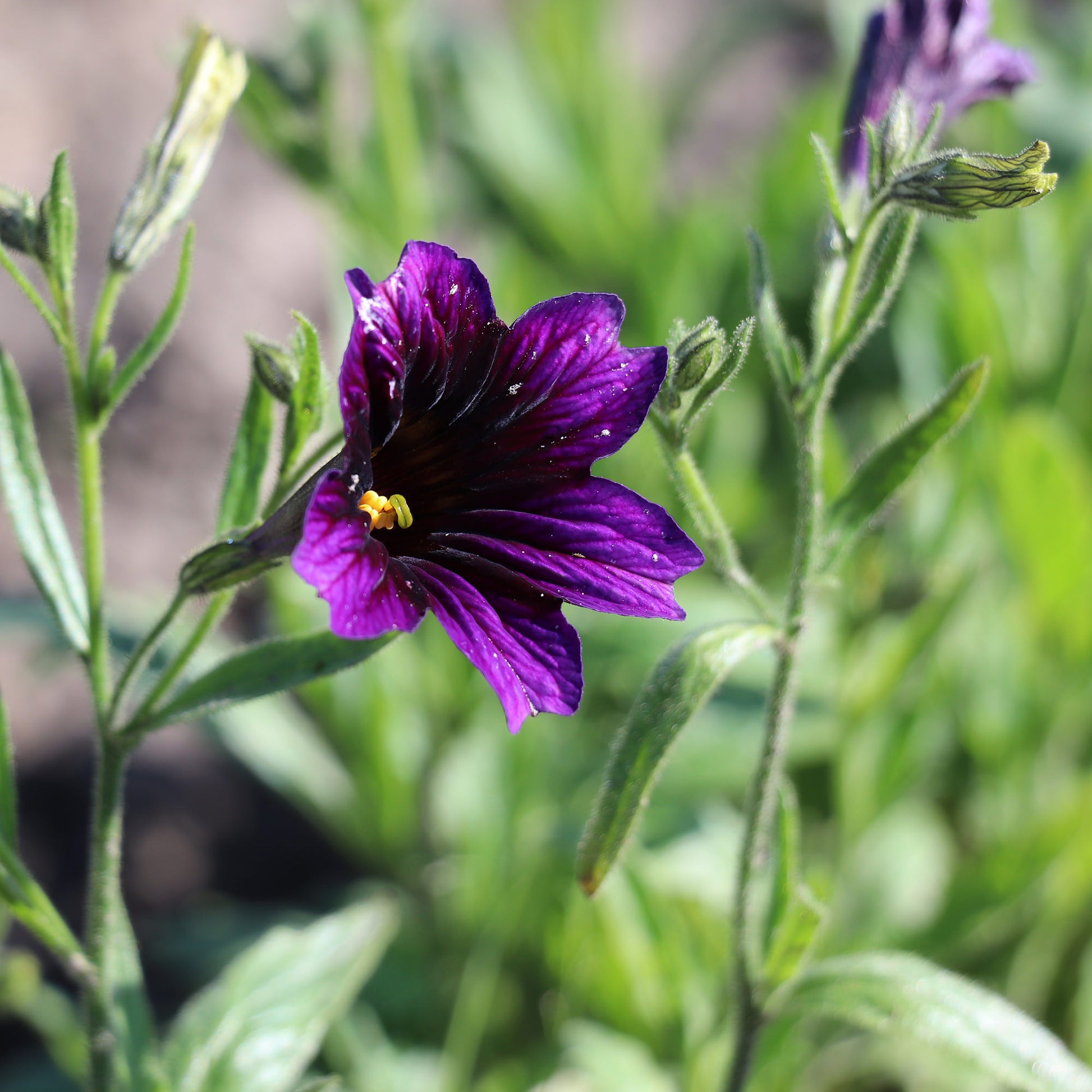 Salpiglossis Sinuata Kew Blue Flower Seeds