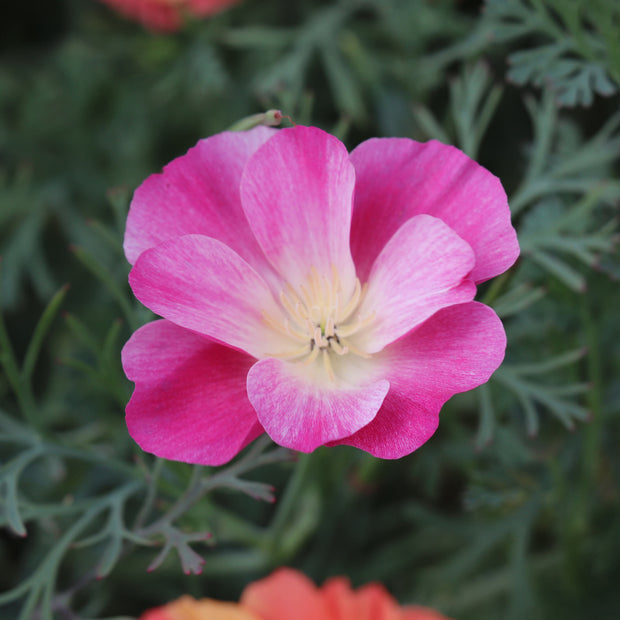 California Poppy XL Jelly Beans