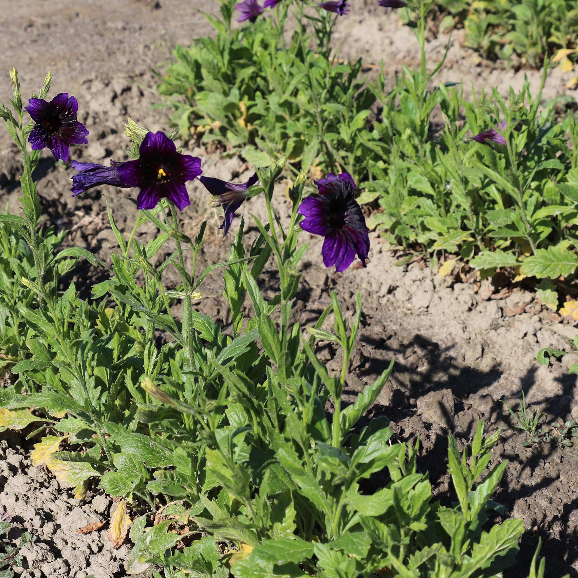 Salpiglossis Sinuata Kew Blue