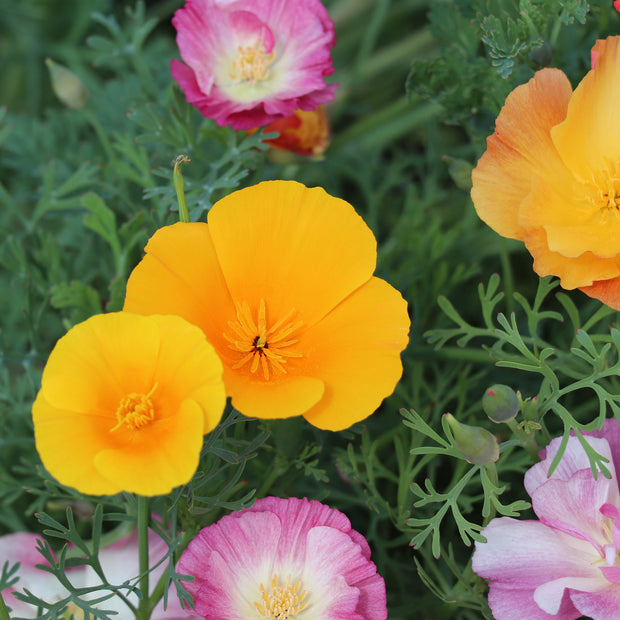 California Poppy XL Jelly Beans