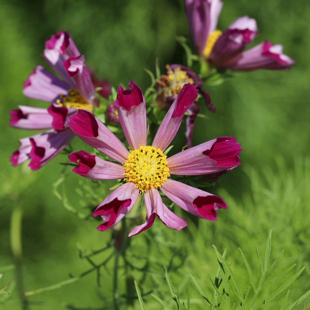 Cosmos Sea Shells Red