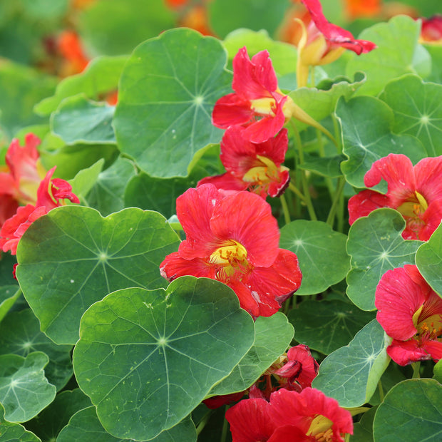 Nasturtium Tip Top Rose