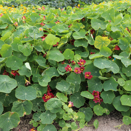 Buy Nasturtium 'Purple Emperor' Fontana Seeds