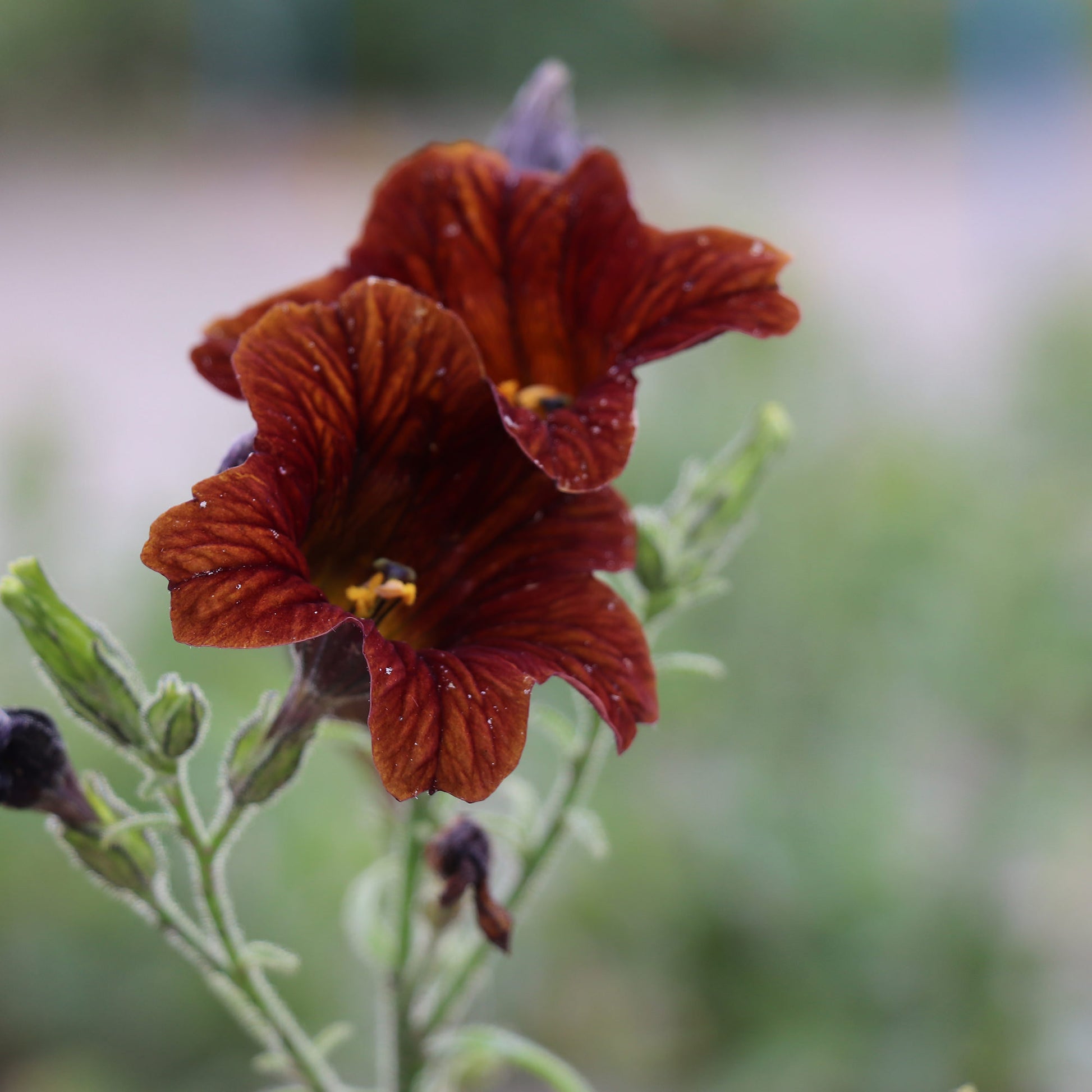 Salpiglossis Sinuata Cafe au Lait