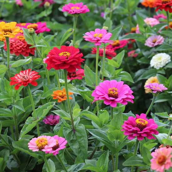 Zinnia Seeds