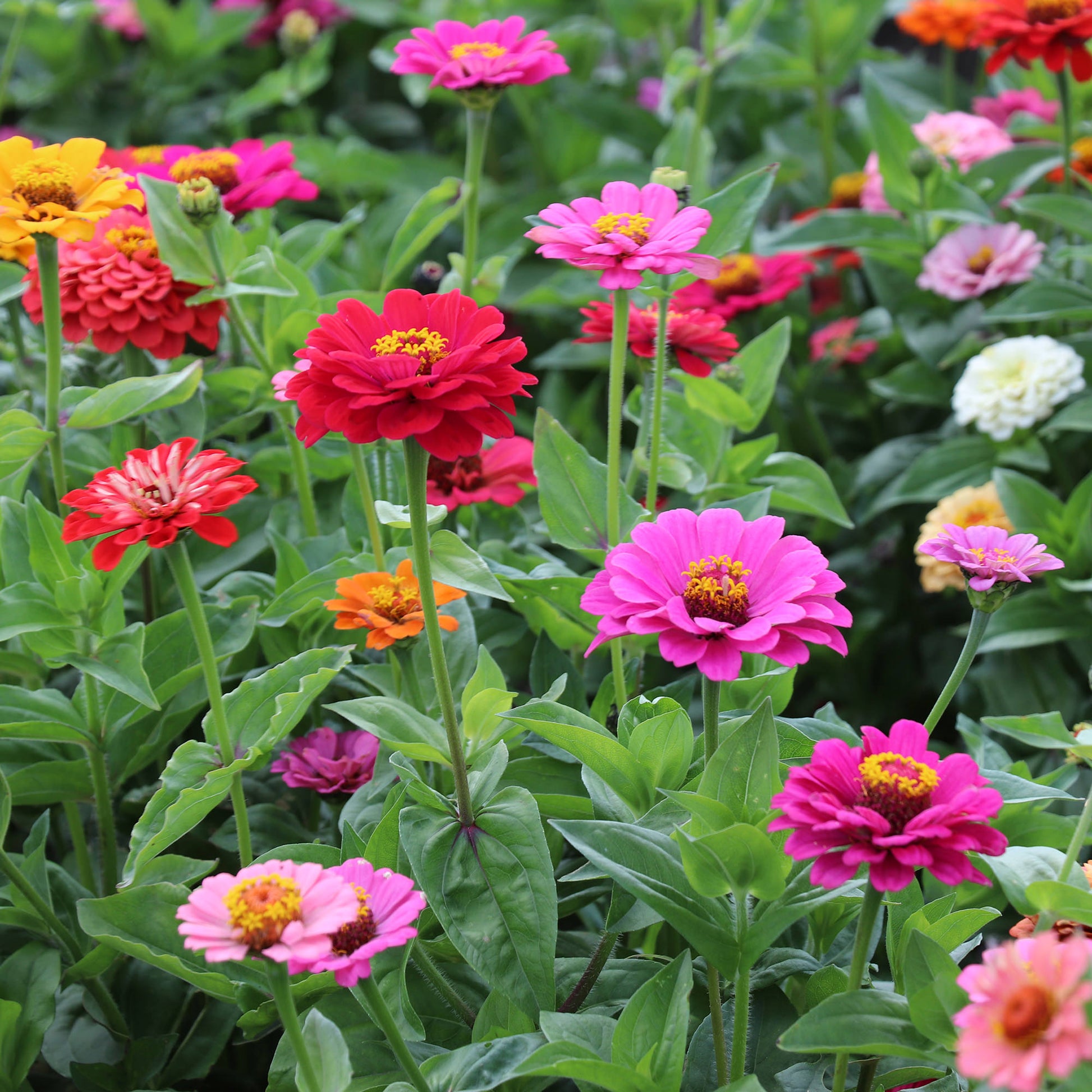 Zinnia Seeds