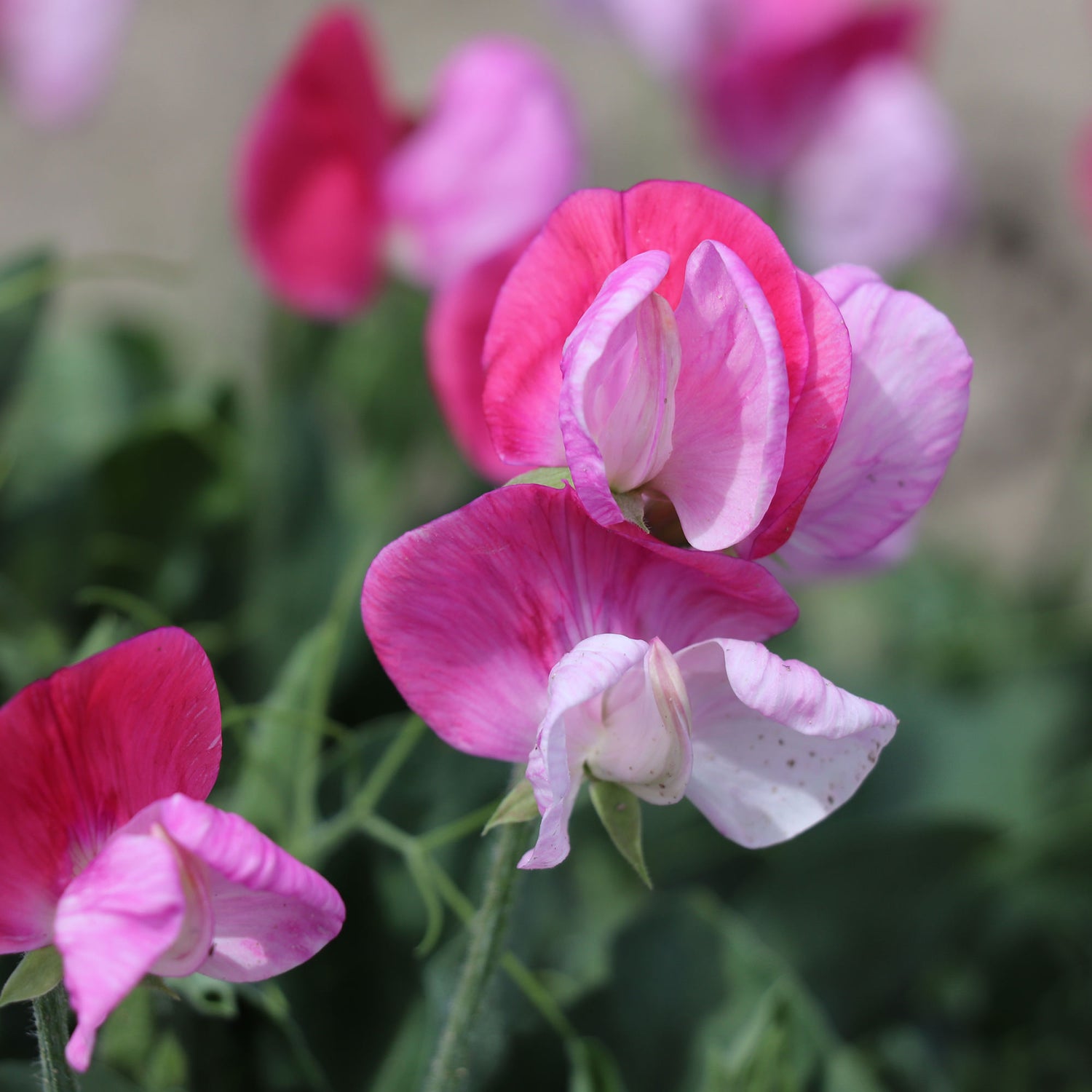 Lathyrus (Sweet Pea)