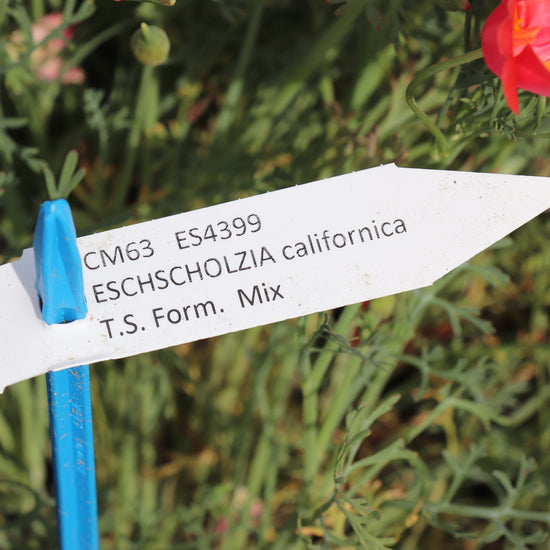 Label California Poppies THAI SILK FORMULA MIX