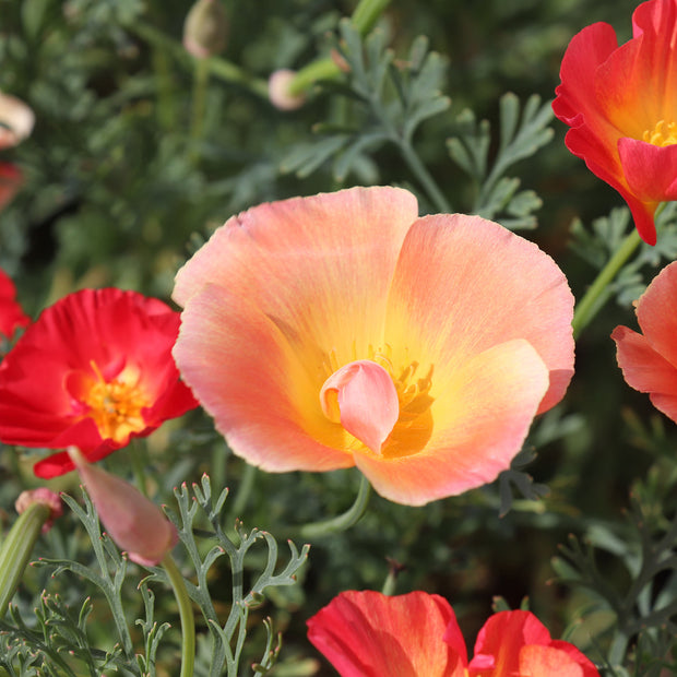 California Poppy Thai Silk Formula Mix