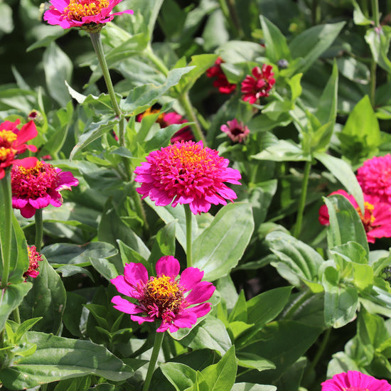 Seeds Zinnia Elegans Cresto Violet