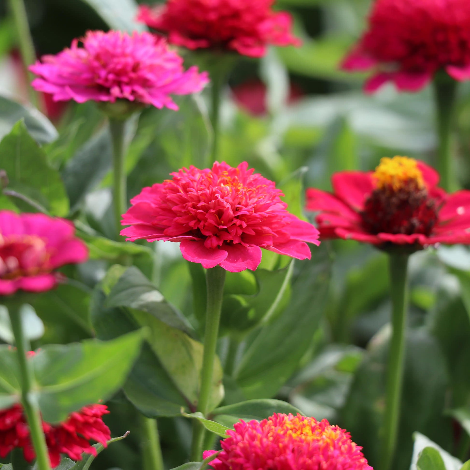 Zinnia Elegans Cresto Violet Seeds