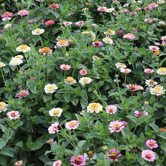 Zinnia Cresto Peaches and Cream