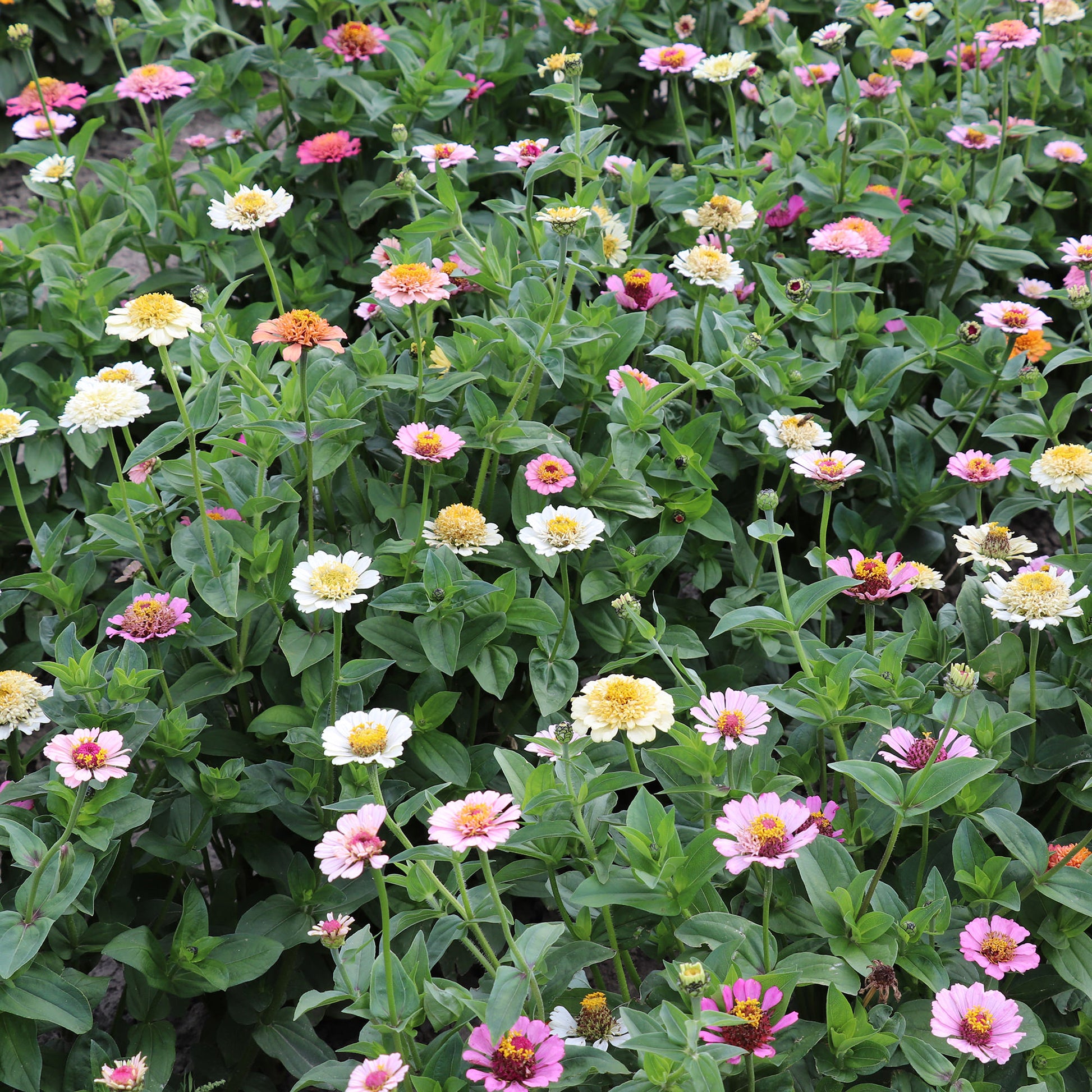 Zinnia Cresto Peaches and Cream