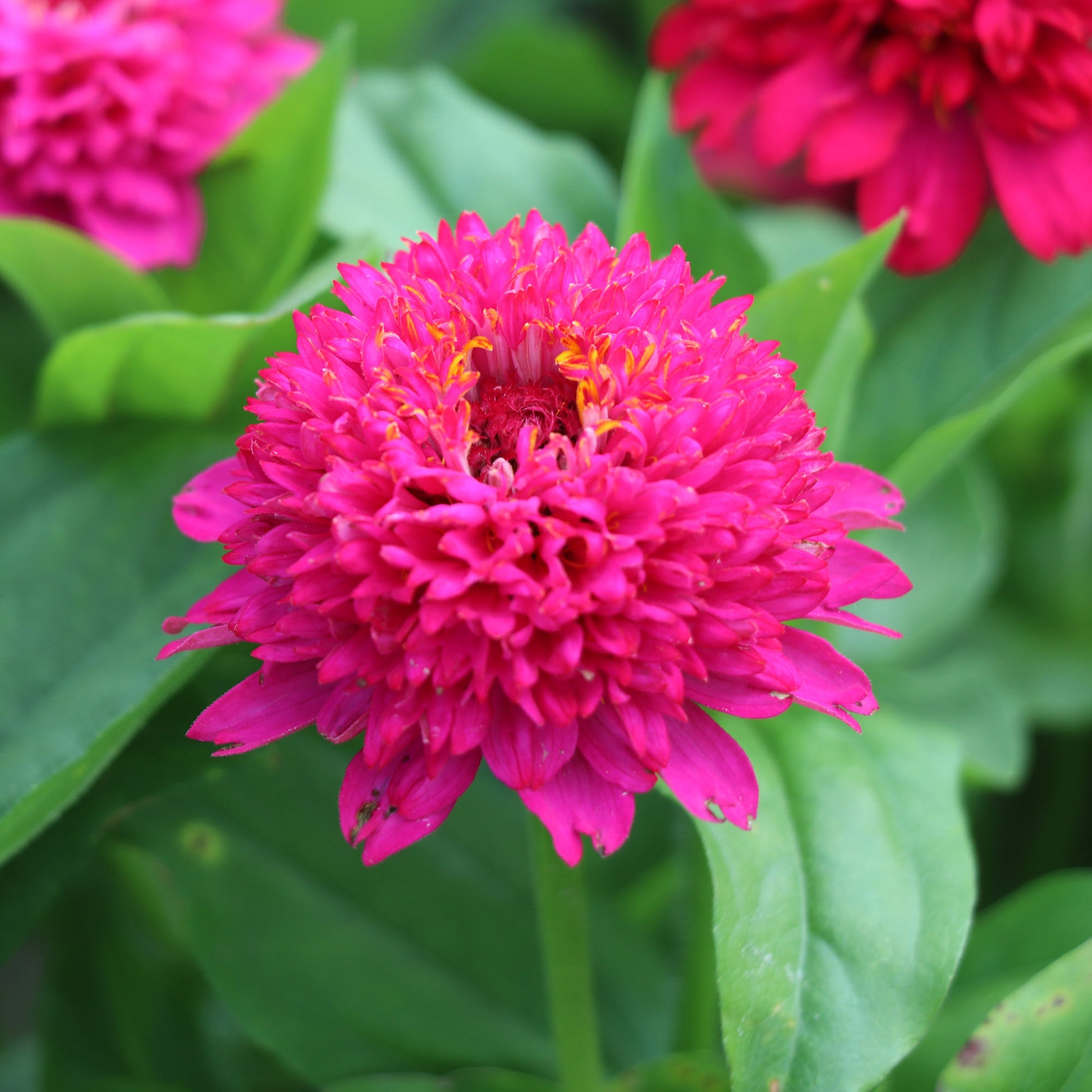 Zinnia Elegans Cresto Violet