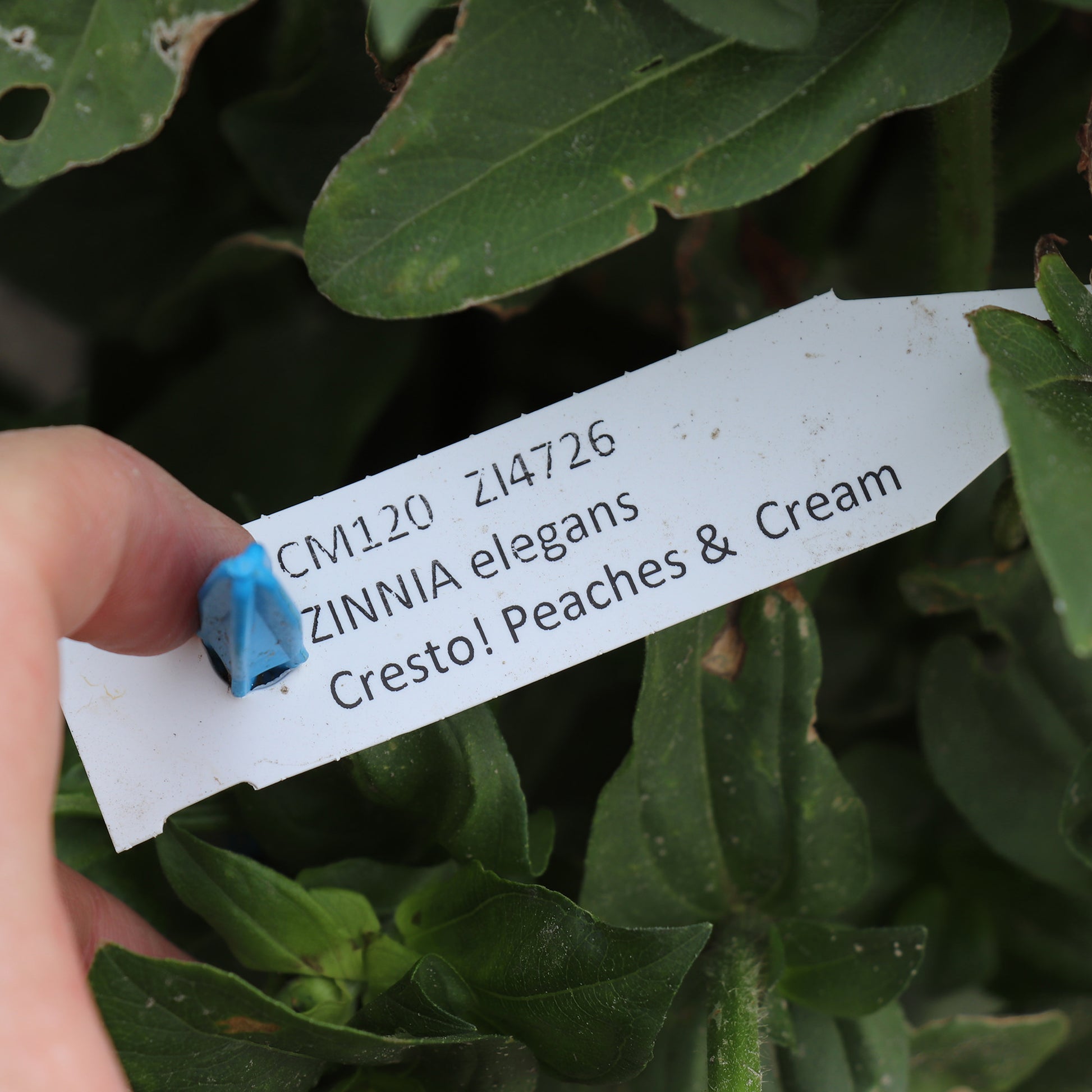 Label Zinnia Elegans Cresto Peaches and cream