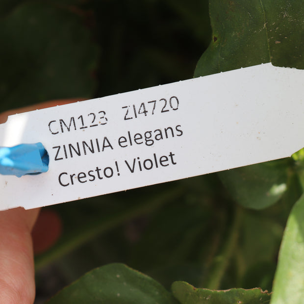 Zinnia Elegans Cresto Violet