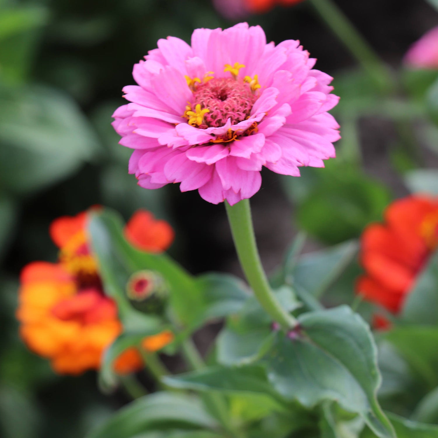 Zinnia