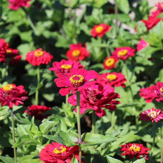 Red Zinnia Flowers Meteor