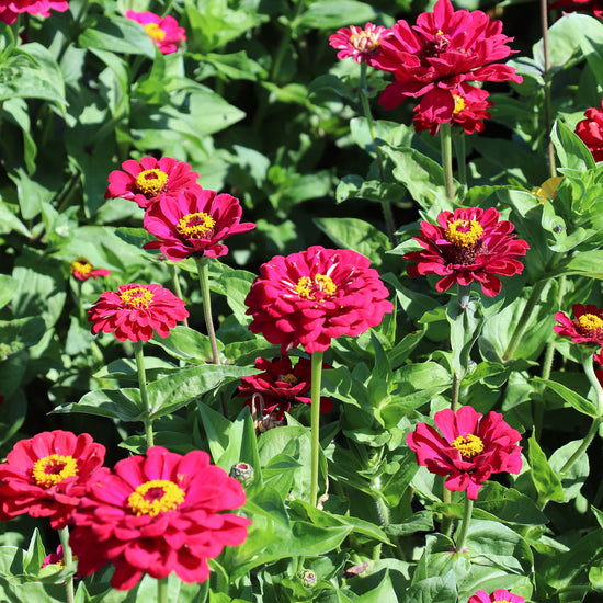 Red Zinnias