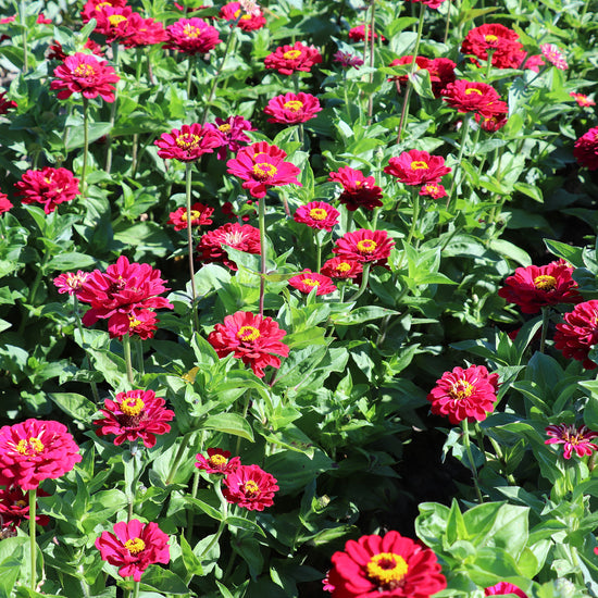 Grow Red Zinnias from Seeds