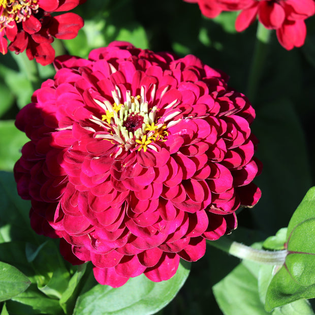 Zinnia Elegans Dahlia-Flowered Meteor
