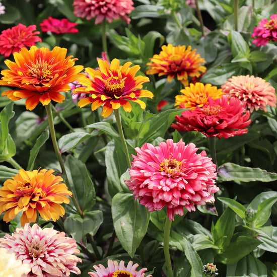 Zinnia Elegans Whirlygig Mix Seed