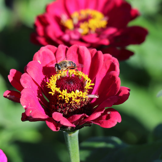 Zinnia Elegans Dahlia-Flowered Meteor