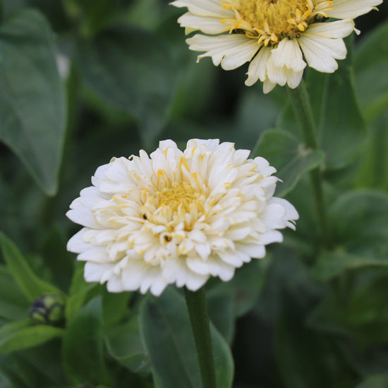 Zinnia elegans Cresto Crème Flower Seeds