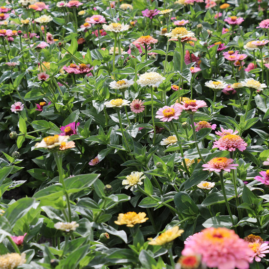 Zinnias Seeds