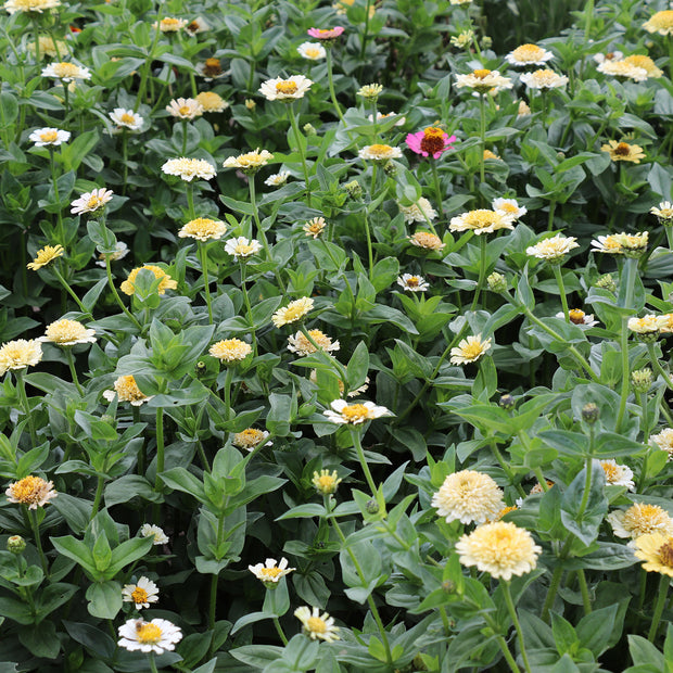 Zinnia Elegans Cresto Crème